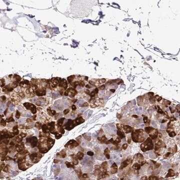 Anti-EIF5A antibody produced in rabbit Prestige Antibodies&#174; Powered by Atlas Antibodies, affinity isolated antibody, buffered aqueous glycerol solution