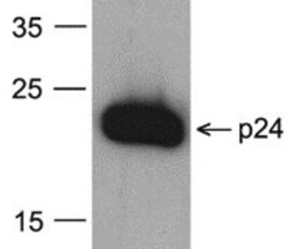 Monoclonal Anti-HIV-1 p24 [8G9] (biotin) antibody produced in mouse purified antibody (Protein A)