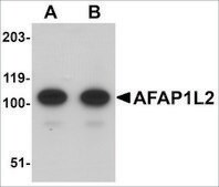Anti-AFAP1L2 antibody produced in rabbit affinity isolated antibody, buffered aqueous solution