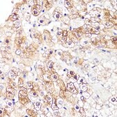 Anti-CYP3A4 antibody produced in rabbit