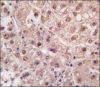 Anti-CDCA8 (center) antibody produced in rabbit Ig fraction of antiserum, buffered aqueous solution