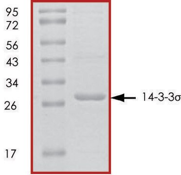 14-3-3 &#963;, untagged human recombinant, expressed in E. coli, &#8805;70% (SDS-PAGE), buffered aqueous glycerol solution