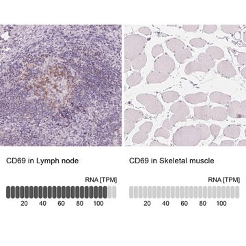 Anti-CD69 antibody produced in rabbit Prestige Antibodies&#174; Powered by Atlas Antibodies, affinity isolated antibody, buffered aqueous glycerol solution