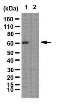 Anti-phospho CARM1 (Ser228) Antibody from rabbit, purified by affinity chromatography