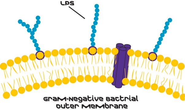 Lipopolysaccharides from Escherichia coli O111:B4 purified by phenol extraction