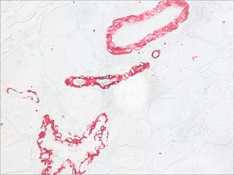 Monoclonal Anti-FITC&#8722;Alkaline Phosphatase antibody produced in mouse clone FL-D6, purified immunoglobulin, buffered aqueous solution