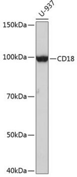 Anti-CD18 antibody produced in rabbit