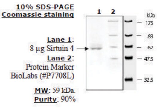 Sirtuin 4 human recombinant, expressed in E. coli, &#8805;70% (SDS-PAGE)