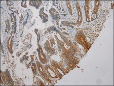 Anti-TUBA1C affinity isolated antibody