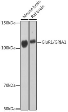 Anti-GluR1/GRIA1 Antibody, clone 6C7D9, Rabbit Monoclonal