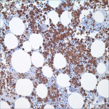 Hemoglobin A (EPR3608) Rabbit Monoclonal Primary Antibody