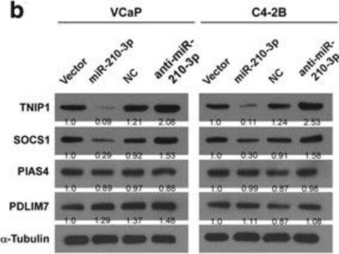 Anti-PDLIM7 antibody produced in mouse purified immunoglobulin, buffered aqueous solution