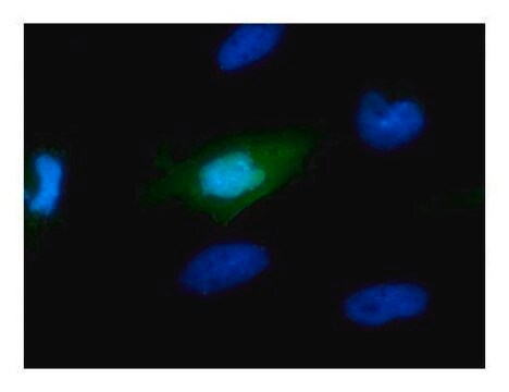 Monoclonal Anti-Myc tag antibody produced in mouse clone GT0002, affinity isolated antibody