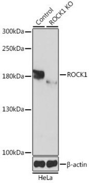 Anti-ROCK1 antibody produced in rabbit