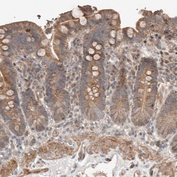 Anti-SLC6A7 antibody produced in rabbit Prestige Antibodies&#174; Powered by Atlas Antibodies, affinity isolated antibody, buffered aqueous glycerol solution