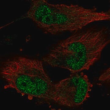 Anti-TATDN1 antibody produced in rabbit Prestige Antibodies&#174; Powered by Atlas Antibodies, affinity isolated antibody