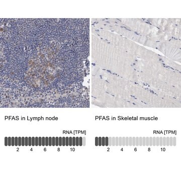 Anti-PFAS antibody produced in rabbit Prestige Antibodies&#174; Powered by Atlas Antibodies, affinity isolated antibody, buffered aqueous glycerol solution, Ab2