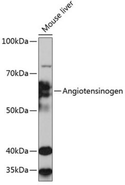 Anti-Angiotensinogen Antibody, clone 9Q5D4, Rabbit Monoclonal