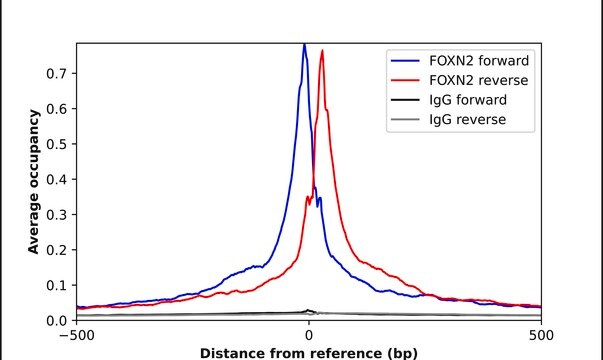Anti-FOXN2 antibody produced in rabbit Prestige Antibodies&#174; Powered by Atlas Antibodies, affinity isolated antibody, buffered aqueous glycerol solution