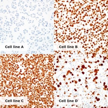 HPV/p16 Analyte ControlDR Cell line controls for immunohistochemistry and in situ hybridization