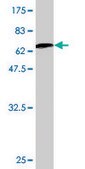 Monoclonal Anti-LDHB antibody produced in mouse clone 2H6, purified immunoglobulin, buffered aqueous solution