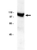 Anti-Na+/K+ ATPase &#945;-1 Antibody Upstate&#174;, from rabbit