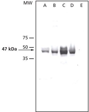 Anti-AtMPK6 antibody produced in rabbit affinity isolated antibody, liquid