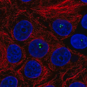 Anti-COIL antibody produced in rabbit Prestige Antibodies&#174; Powered by Atlas Antibodies, affinity isolated antibody