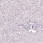 Anti-AGR3 antibody produced in rabbit Prestige Antibodies&#174; Powered by Atlas Antibodies, affinity isolated antibody, buffered aqueous glycerol solution