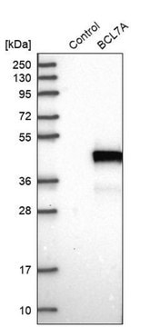 Anti-BCL7A antibody produced in rabbit Prestige Antibodies&#174; Powered by Atlas Antibodies, affinity isolated antibody, buffered aqueous glycerol solution