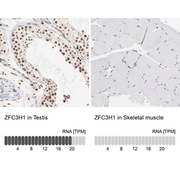 Anti-ZFC3H1 antibody produced in rabbit Prestige Antibodies&#174; Powered by Atlas Antibodies, affinity isolated antibody, buffered aqueous glycerol solution