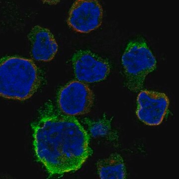 Anti-Ccr2 Antibody Produced In Rabbit Prestige Antibodies&#174; Powered by Atlas Antibodies, affinity isolated antibody, buffered aqueous glycerol solution
