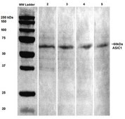 Monoclonal Anti-Glun2A/Nr2A - Apc antibody produced in mouse clone S327-95, purified immunoglobulin