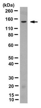 Anti-2A peptide Antibody, clone 3H4 clone 3H4, from mouse