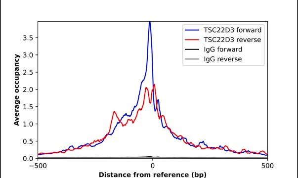 Anti-TSC22D3 antibody produced in rabbit Prestige Antibodies&#174; Powered by Atlas Antibodies, affinity isolated antibody