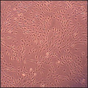 Canine Aortic Endothelial Cells: CnAOEC (Cryovial)