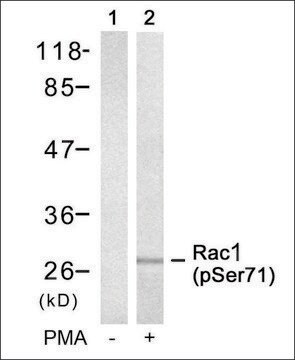 Anti-phospho-RAC1 (pSer71) antibody produced in rabbit affinity isolated antibody