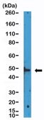Anti-HDAC3 Rabbit Monoclonal Antibody clone RM439, affinity purified immunoglobulin