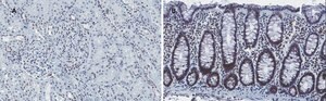 Anti-Histone H4 Antibody, clone 5J18, ZooMAb&#174; Rabbit Monoclonal recombinant, expressed in HEK 293 cells