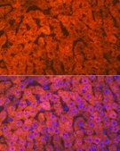 Anti-Hemopexin (HPX) antibody produced in rabbit