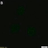 Anti-TNF&#945; Antibody, clone 2E3 ZooMAb&#174; Rabbit Monoclonal recombinant, expressed in HEK 293 cells
