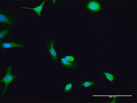 Anti-C8ORF33 antibody produced in rabbit purified immunoglobulin, buffered aqueous solution