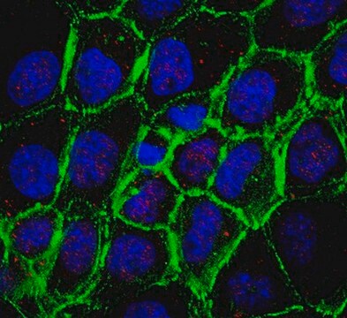 Anti-TXNIP Antibody, clone 3A7.1 clone 3A7.1, from mouse