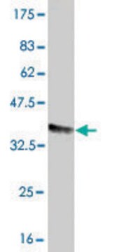 Monoclonal Anti-FCGR2A antibody produced in mouse clone 3E8, purified immunoglobulin, buffered aqueous solution