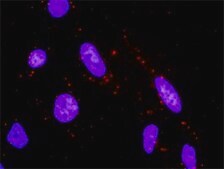 Monoclonal Anti-MAP2K6 antibody produced in mouse clone 2F2, purified immunoglobulin, buffered aqueous solution