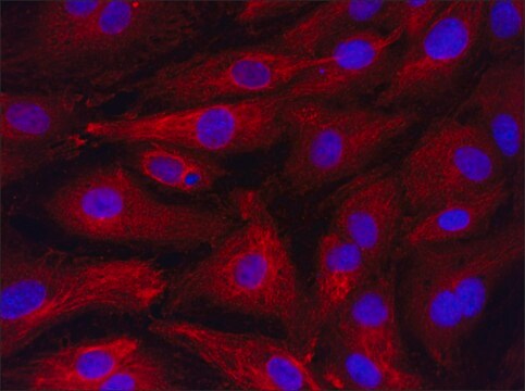 Anti-RS1 (66-78) antibody produced in rabbit IgG fraction of antiserum, buffered aqueous solution