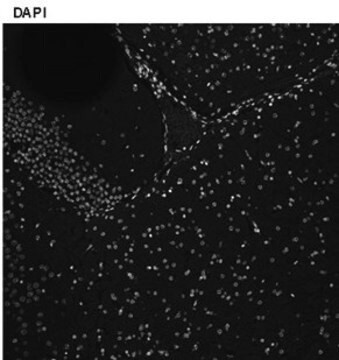 Anti-Histone H1E frameshift Antibody, clone 1D8 ZooMAb&#174; Rabbit Monoclonal recombinant, expressed in HEK 293 cells