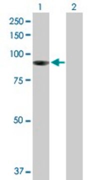 Anti-PIBF1 antibody produced in mouse purified immunoglobulin, buffered aqueous solution