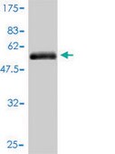 Monoclonal Anti-HPX antibody produced in mouse clone 3A9-1A9, purified immunoglobulin, buffered aqueous solution