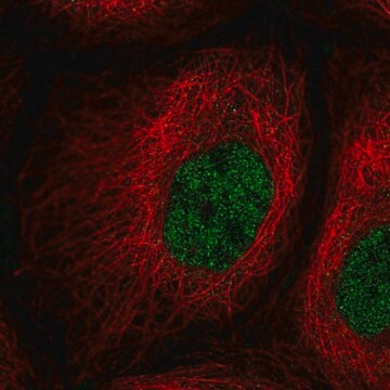 Anti-PPIL2 antibody produced in rabbit Prestige Antibodies&#174; Powered by Atlas Antibodies, affinity isolated antibody